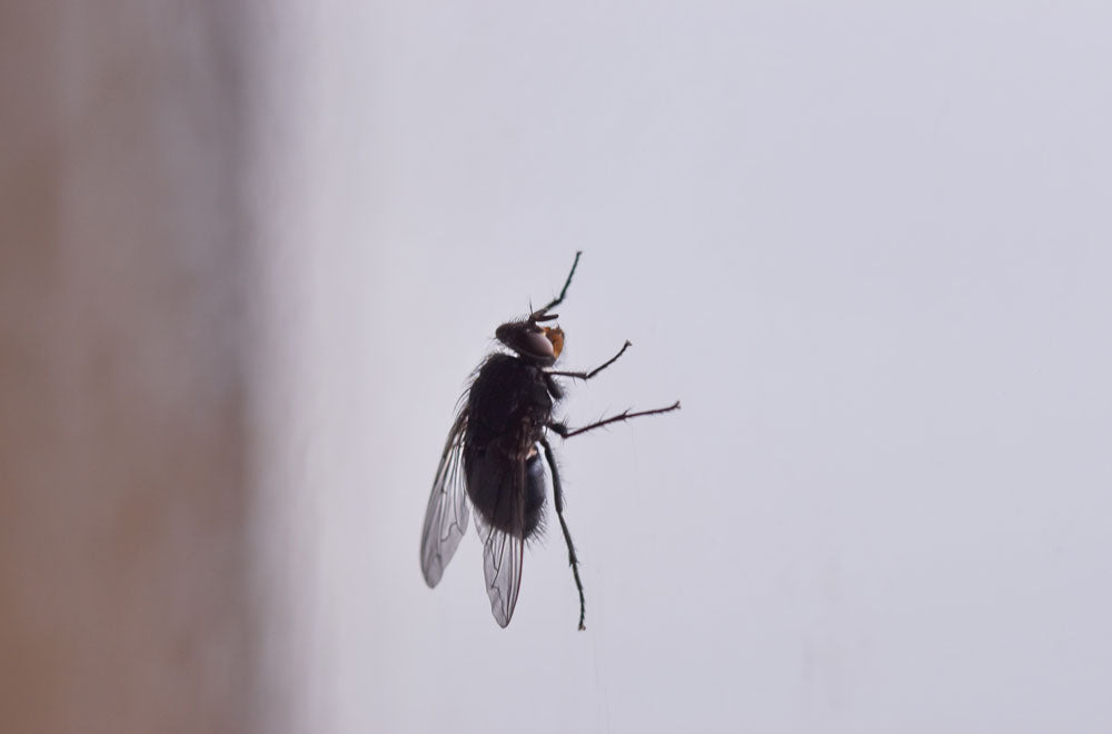 Was tun gegen Fliegen in der Wohnung?