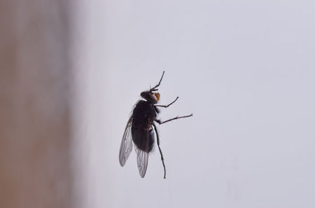 Was tun gegen Fliegen in der Wohnung?